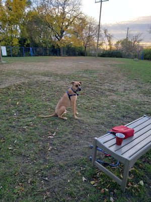 Detroit Dog Park by null