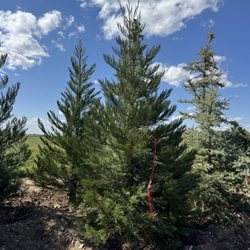 Victory Greens - Perfect sequoia tree