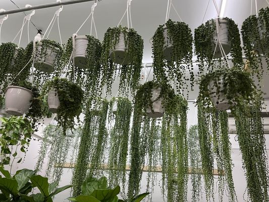 Dahing Plants & Landscaping by null