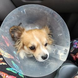 Animal Birth Control Clinic - Nacho the Stud Muffin!!!