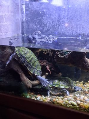 Turtles all the way down by null