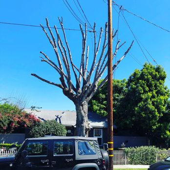 Tony's BC Tree Service - Tree Services Near Me - Orange, California