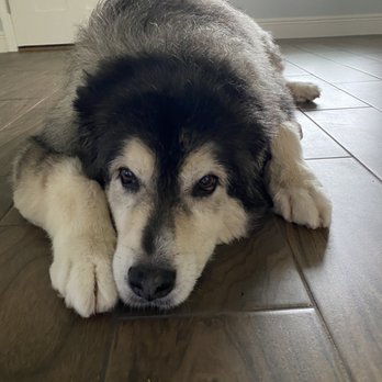 Skylos Spa Mobile Dog Grooming - My 100 pound fur baby in clean and soft - Pet Groomers Near Me