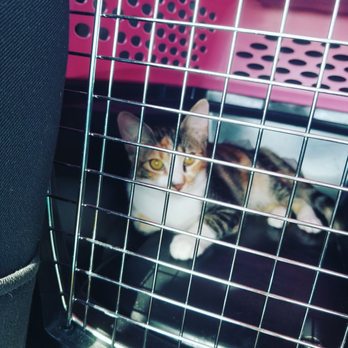 Abandoned Pet Rescue - Meet Myla. :) - Animal Shelters Near Me - Fort Lauderdale, Florida