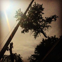 A. Kreta & Son Tree & Stump Removal - untitled