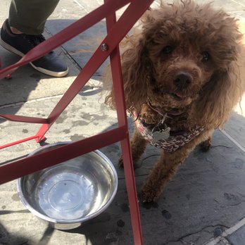 La Bouche - Water was provided for my dog - French Near Me - Hoboken, New Jersey La Bouche - Water was provided for my dog - French Near Me - Hoboken, New Jersey