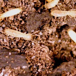 Pest Innovations