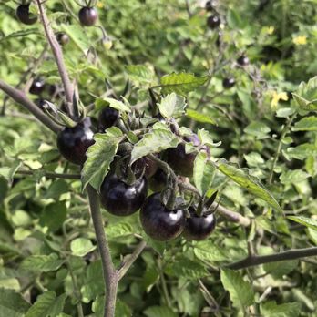 Keep Growing Detroit - Blueberry tomatoes - Community Gardens Near Me - Detroit, Michigan Keep Growing Detroit - Blueberry tomatoes - Community Gardens Near Me - Detroit, Michigan