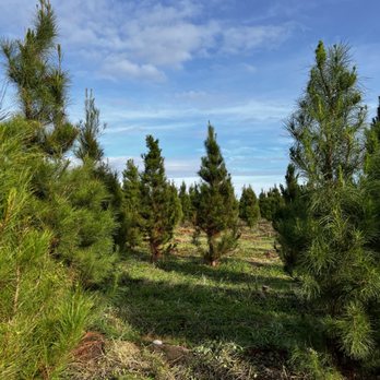 Pine Country Christmas Tree Farm - Christmas Trees Near Me - Gustine, California Pine Country Christmas Tree Farm - Christmas Trees Near Me - Gustine, California