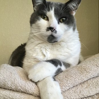 One last Gift - I love this pic of happy, healthy Big Tiff Said goodbye to her last night when her heart murmur and kidney failure became too much. - Veterinarians Near Me One last Gift - I love this pic of happy, healthy Big Tiff Said goodbye to her last night when her heart murmur and kidney failure became too much. - Veterinarians Near Me