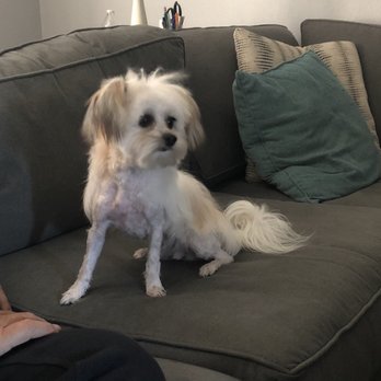 Dippity Dog - After - Pet Groomers Near Me - Oceanside, California Dippity Dog - After - Pet Groomers Near Me - Oceanside, California