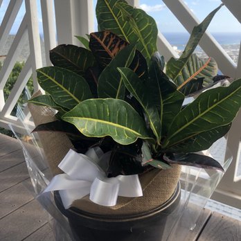 Stanley Ito Florist - This is what was delivered - Florists Near Me - Honolulu, Hawaii
