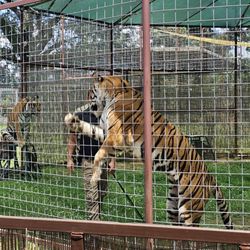 Growler Pines Tiger Preserve - He had the tiger stand up against the cage and the top of its head was about eight feet high!