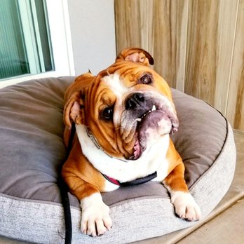 Royal Rovers Dog Training - Bed/stay - Pet Training Near Me Royal Rovers Dog Training - Bed/stay - Pet Training Near Me