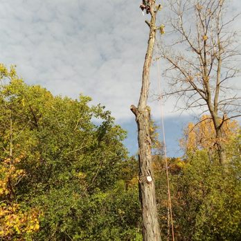 M&S Tree Service - Tree Services Near Me M&S Tree Service - Tree Services Near Me