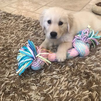 Golden Meadows Retrievers - Pet Training Near Me - Moorpark, California Golden Meadows Retrievers - Pet Training Near Me - Moorpark, California