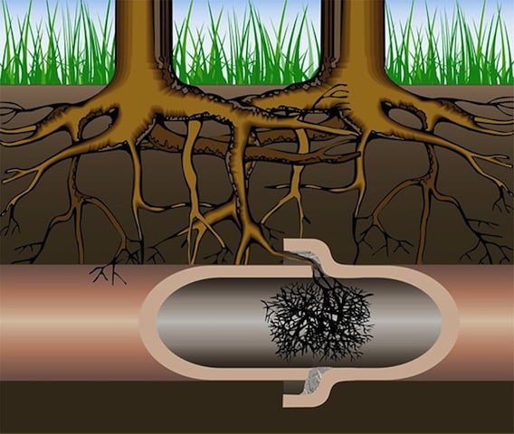 Slide of Roots Be Gone