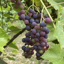 Pine River Winery