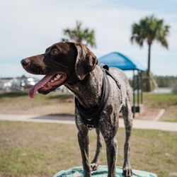 Shane Kelly Park - So many things to play on!