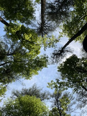 DuPont State Recreational Forest by null