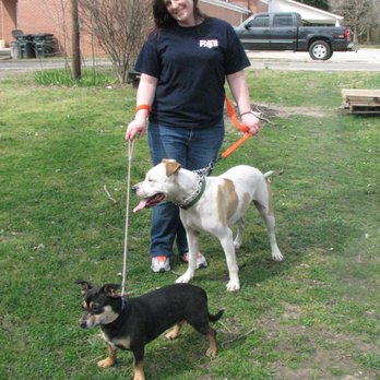 Dog Whisperette - Meet Chance he wasn't social until my pack came in and trained him - Pet Training Near Me Dog Whisperette - Meet Chance he wasn't social until my pack came in and trained him - Pet Training Near Me