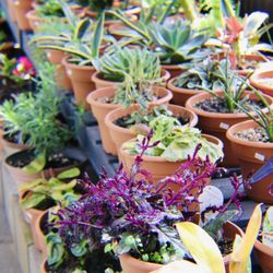 New Leaf Greenhouse