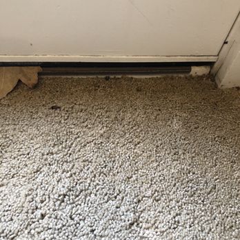 Xtra Hands Cleaning - More dead bugs - Home Cleaning Near Me Xtra Hands Cleaning - More dead bugs - Home Cleaning Near Me