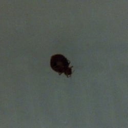 Quail Hollow Executive Suites - Bedbug 1