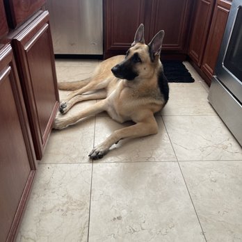 Well Groomed Pets - Look at that soft neck fluff! - Pet Groomers Near Me - Las Vegas, Nevada Well Groomed Pets - Look at that soft neck fluff! - Pet Groomers Near Me - Las Vegas, Nevada