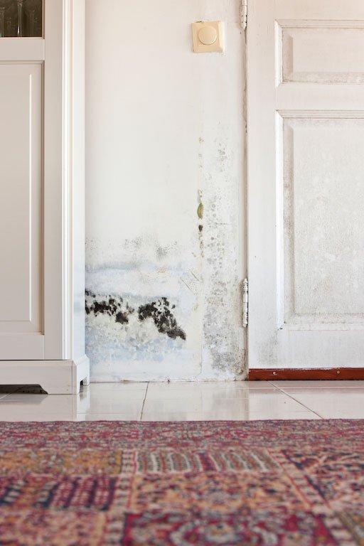 Testor Technology - mold inspector in Long Island City, NY