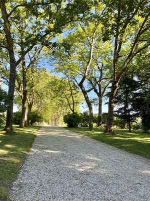 Château Carbonnieux - Grand cru classé de Graves - Pessac Léognan by null