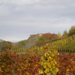Ahruferweg - Altenahr - Im Hintergrund die im 30-jährigen Krieg geschliffene Saffenburg
