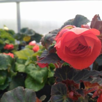 Arch Greenhouses - Nurseries & Gardening Near Me - Edmonton, Alberta Arch Greenhouses - Nurseries & Gardening Near Me - Edmonton, Alberta