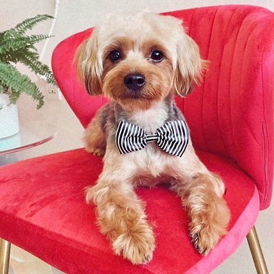 Dogue Spa - The Coolest Dog Grooming Salon by null