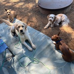 Paws In Progress - Squish learning to be a good camp dog with the Paws In Progress crew.