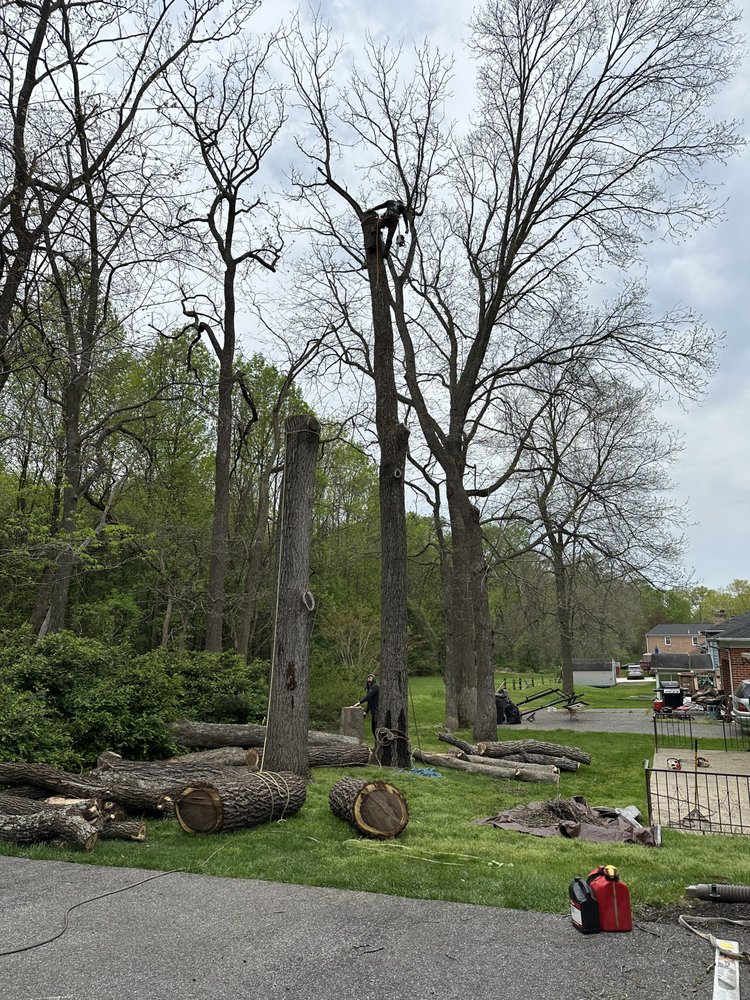 KJA Landscaping - tree service in Brooklyn, MD