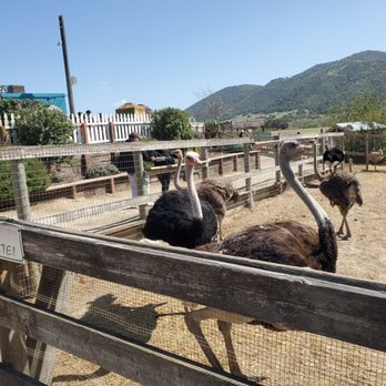 Ostrichland USA - They flock to the feeding area, the bite doesn't hurt if they do get you. - Attraction Farms Near Me - Solvang, California Ostrichland USA - They flock to the feeding area, the bite doesn't hurt if they do get you. - Attraction Farms Near Me - Solvang, California