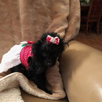 Homestead Poodles - Pet Breeders Near Me - Frederick, Maryland Homestead Poodles - Pet Breeders Near Me - Frederick, Maryland