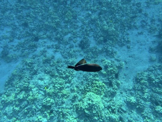 Molokini Crater by null