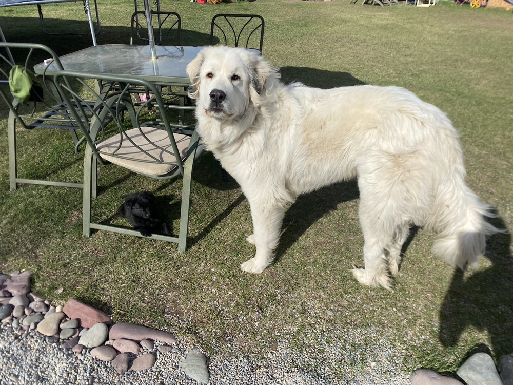 THE DOG CLUB Updated August 2024 13 Photos & 18 Reviews 111 W