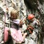 Photo of Glenwood Climbing Guides