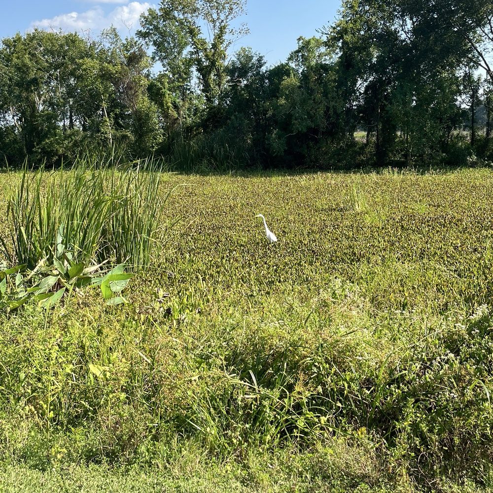 Brazos Bend State Park - Bird off the trail - Parks Near Me - Needville, Texas