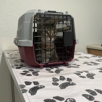 Sun Valley Pet Hospital - Michi - Veterinarians Near Me - Concord, California