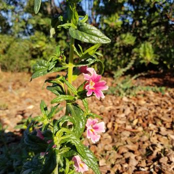 Stoneview Nature Center - possible a native flower - Community Centers Near Me - Culver City, California
