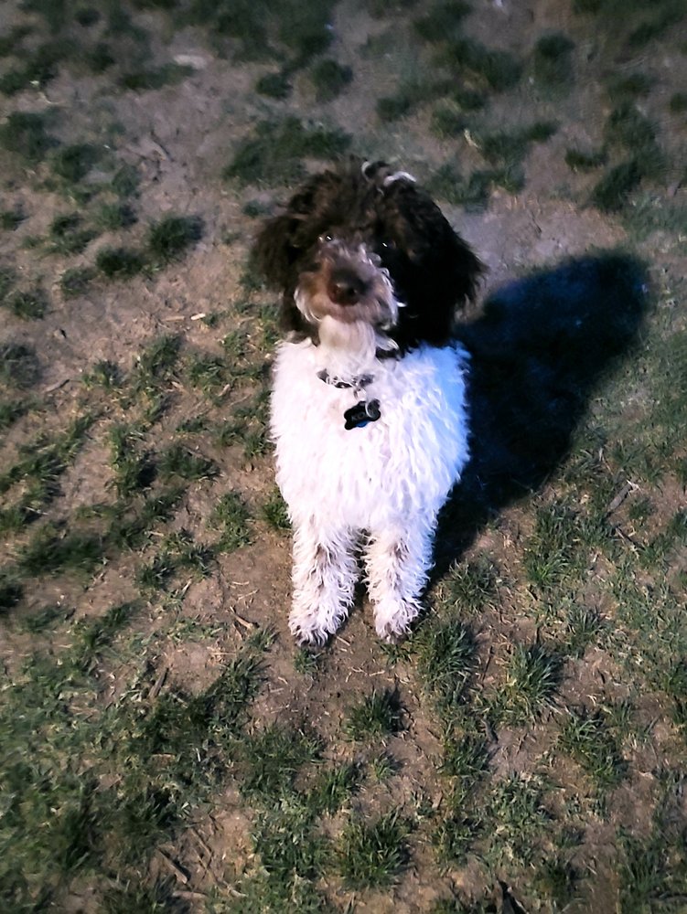 Goode Dog Training