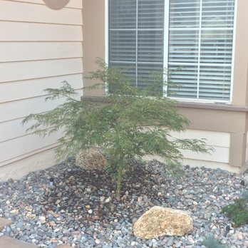 Maciel Masonry - Love our Viridis Japanese maple at front window. - Masonry/Concrete Near Me - Rancho Cucamonga, California