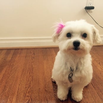 Messy Mutt - Bella looking so fluffy after her bath at Messy Mutt! - Pet Groomers Near Me Messy Mutt - Bella looking so fluffy after her bath at Messy Mutt! - Pet Groomers Near Me