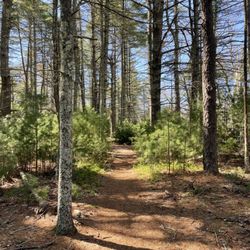 Queen's River Nature Preserve - Along the unmarked trail following the river bank
