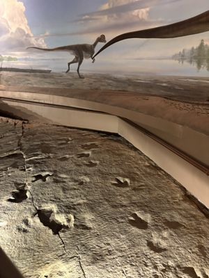 Dinosaur State Park by null