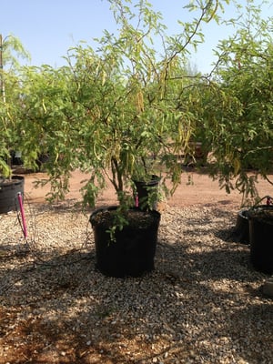 Civano Nursery - Retail Location by null